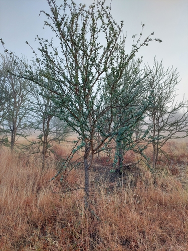 Excoecaria parvifolia