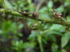 Hydrolea quadrivalvis