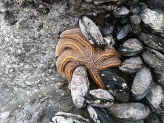 Stichaster australis
