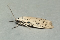 Nosymna macrorrhyncha