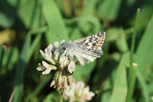 Common Checkered-Skipper photo 6