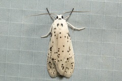 Nosymna macrorrhyncha