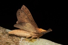 Gastropacha leopoldi