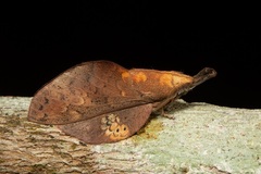 Gastropacha leopoldi