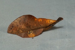 Gastropacha leopoldi