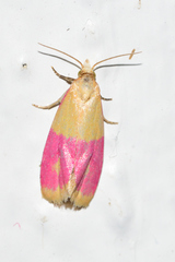 Cochylis rosaria