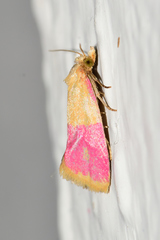 Cochylis rosaria