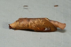 Paralebeda uniformis