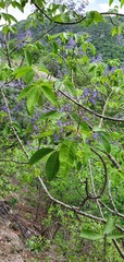 (c) Leonardo O. Alvarado Cárdenas, some rights reserved (CC BY) Vitex pyramidata, photograph (c) Leonardo O. Alvarado Cárdenas, some rights reserved (CC BY)