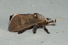 Scopelodes albipalpalis