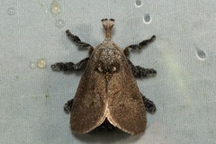 Scopelodes albipalpalis