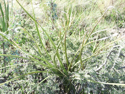 Nolina cespitifera