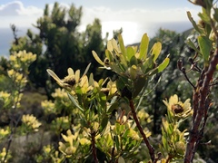 Leucadendron chamelaea