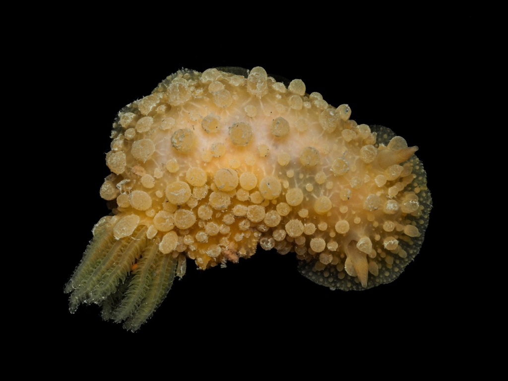 Warty Doris
