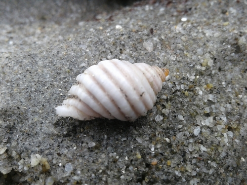 Paratrophon patens