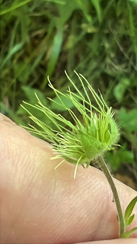 bent avens (Geum geniculatum)