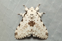 Lymantria brunneiplaga