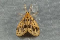Medama megerata