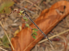 Enallagma durum