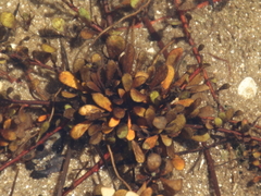 Samolus repens repens