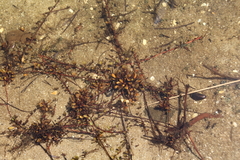 Samolus repens repens