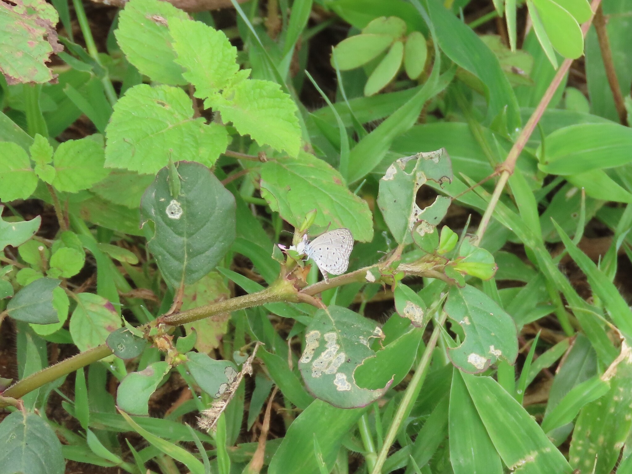 Tiny Grass Blue