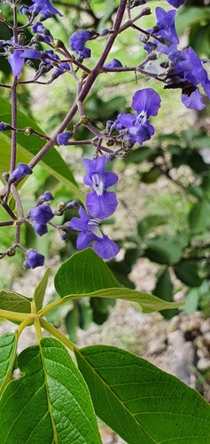 Vitex pyramidata, photograph 6