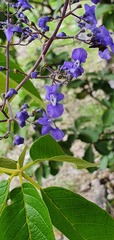 Vitex pyramidata, photograph (c) Leonardo O. Alvarado Cárdenas, some rights reserved (CC BY)