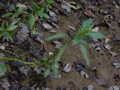 Hydrolea quadrivalvis