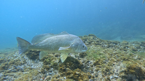 Freshwater Drum, photo 2 of 9