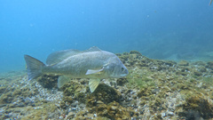 Freshwater Drum photo 2