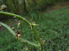 Hydrolea quadrivalvis