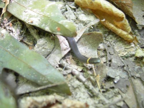 Diadophis punctatus