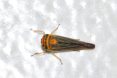Athysanini