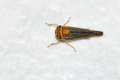 Athysanini