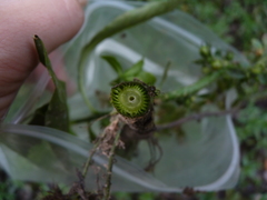 Hydrolea quadrivalvis