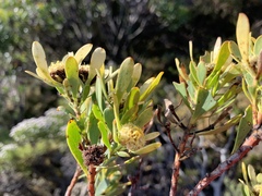 Leucadendron chamelaea
