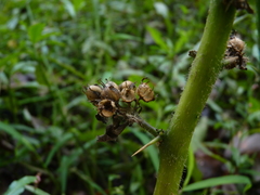 Hydrolea quadrivalvis