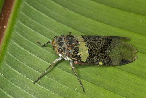 Scaralis versicolor