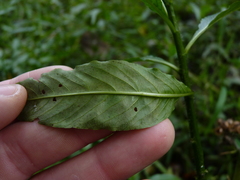 Hydrolea quadrivalvis