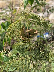 Desmanthus illinoensis