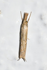 Fernandocrambus