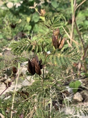 Desmanthus illinoensis