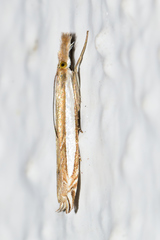 Fernandocrambus