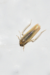 Dalbulus elimatus