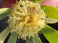 Leucadendron chamelaea