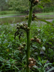 Hydrolea quadrivalvis