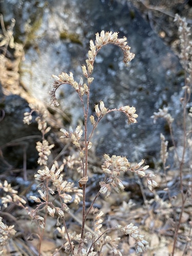 Phacelia stebbinsii observed 2025-07-12