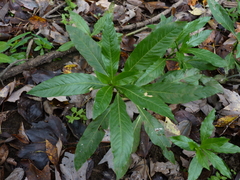 Hydrolea quadrivalvis