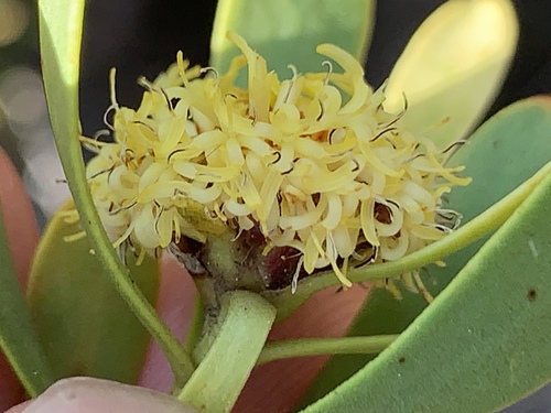 Image of Leucadendron chamelaea by (c) Matthew Fainman, some rights reserved (CC BY)
